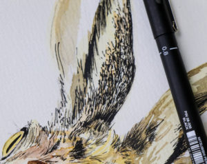Hare artwork, uni-pin pens Illustration by Ella Johnston