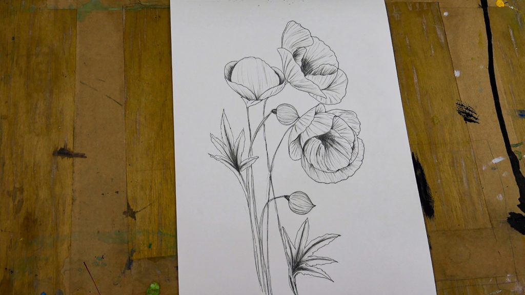 Poppy drawing tutorial