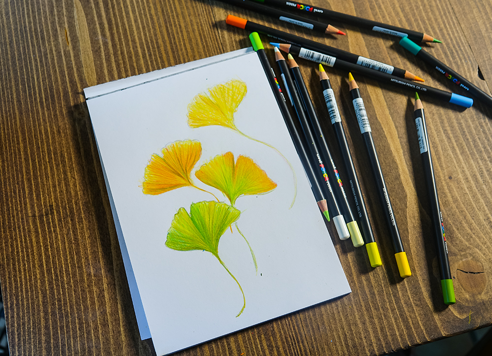 ginkgo leaves illustration