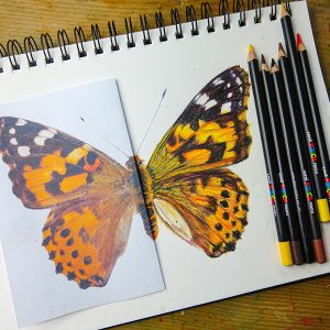 POSCA Pencil projects butterfly
