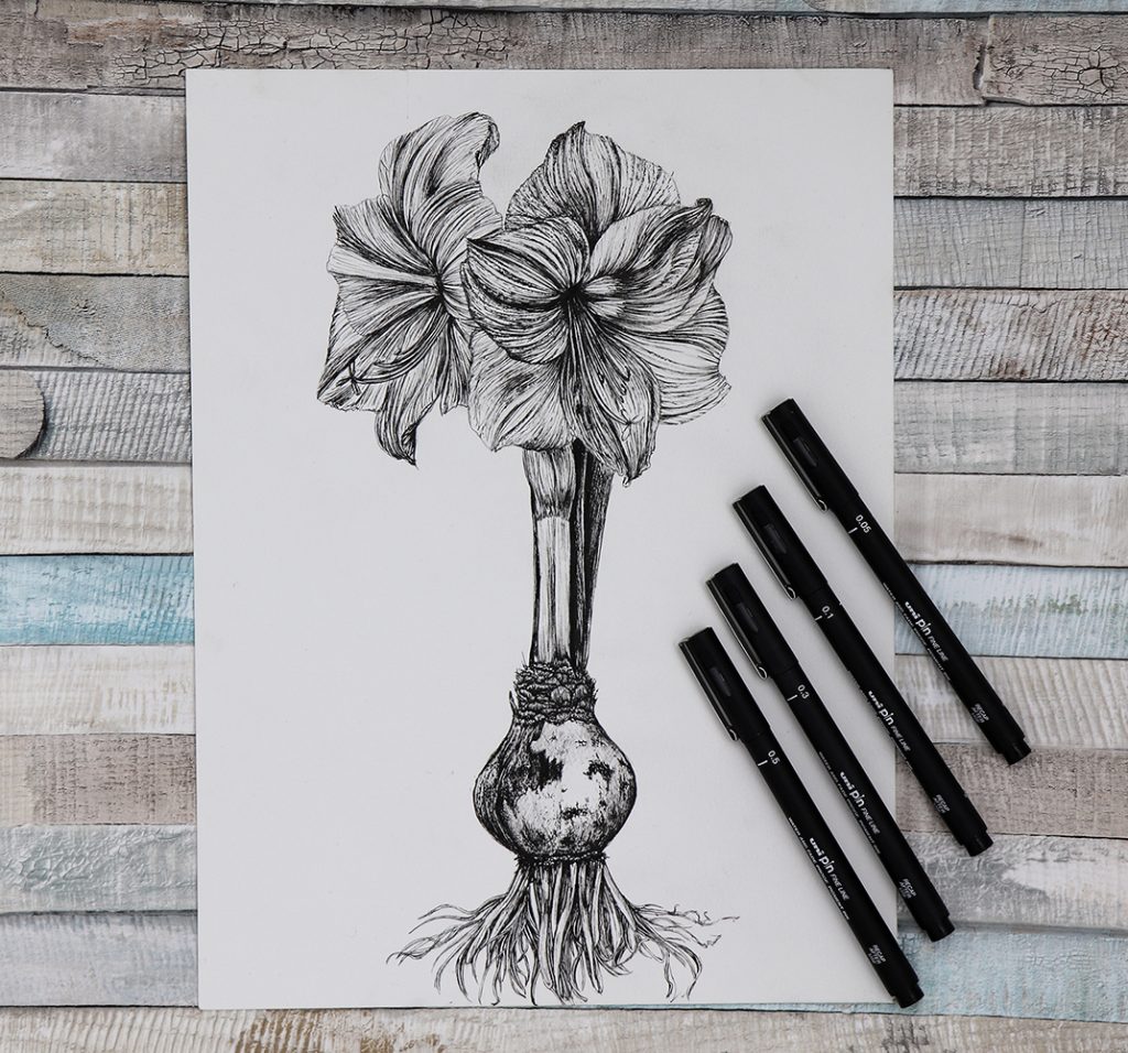 PIN botanical drawing